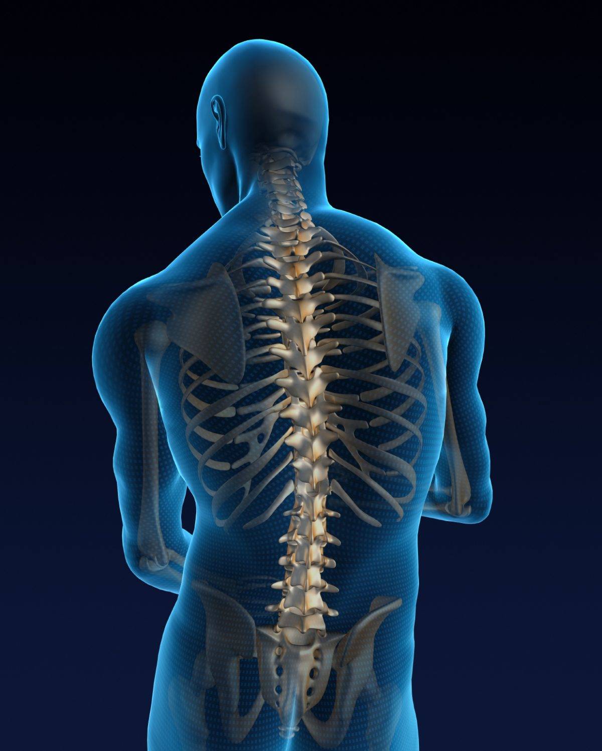 spine with disk map with kinesiology